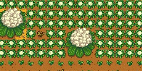 giant crops stardew|where to find cauliflower in stardew valley.